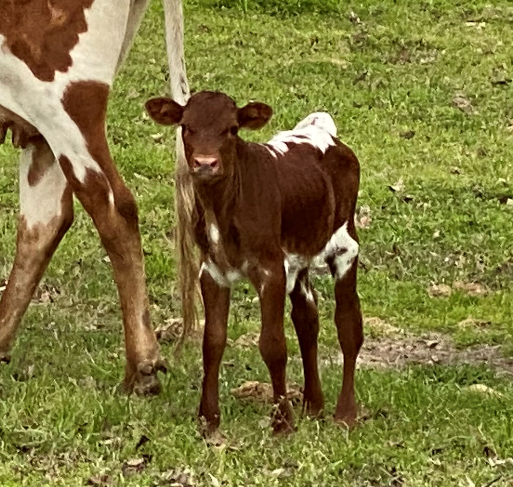 Texas Longhorn heifer calf - Stars Run Wild