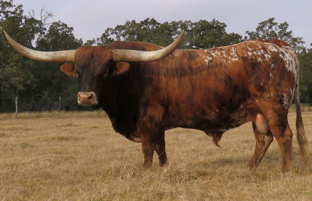 Texas Longhorn herd sire - X Star