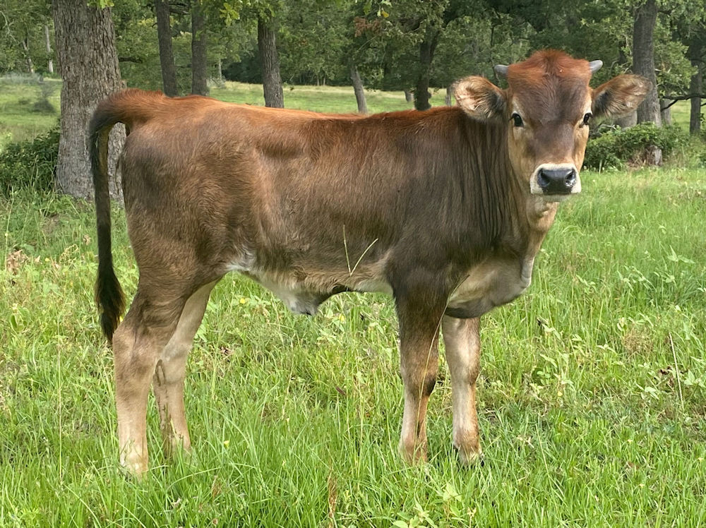 Texas Longhorn heifer calf - Frolic Among Stars