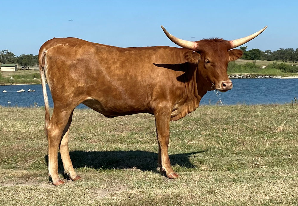 Purchase of two steers from Star Creek Ranch by