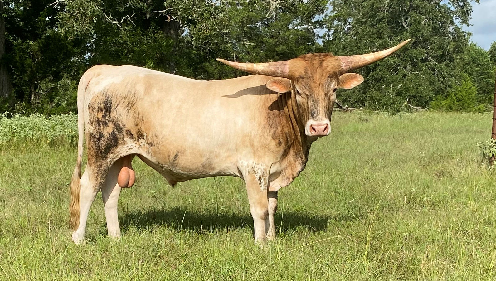 Texas Longhorn herd sire - Razor Sharp Star