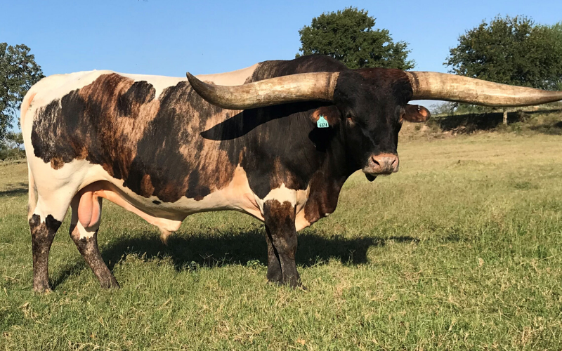 5 Things to Consider When Buying a Texas Longhorn Herd Sire
