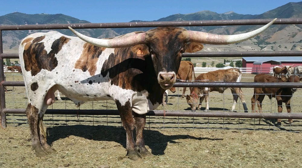 Texas Longhorn Bull - WBAR Crankshaft