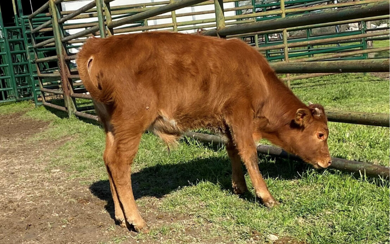 raising a bull calf