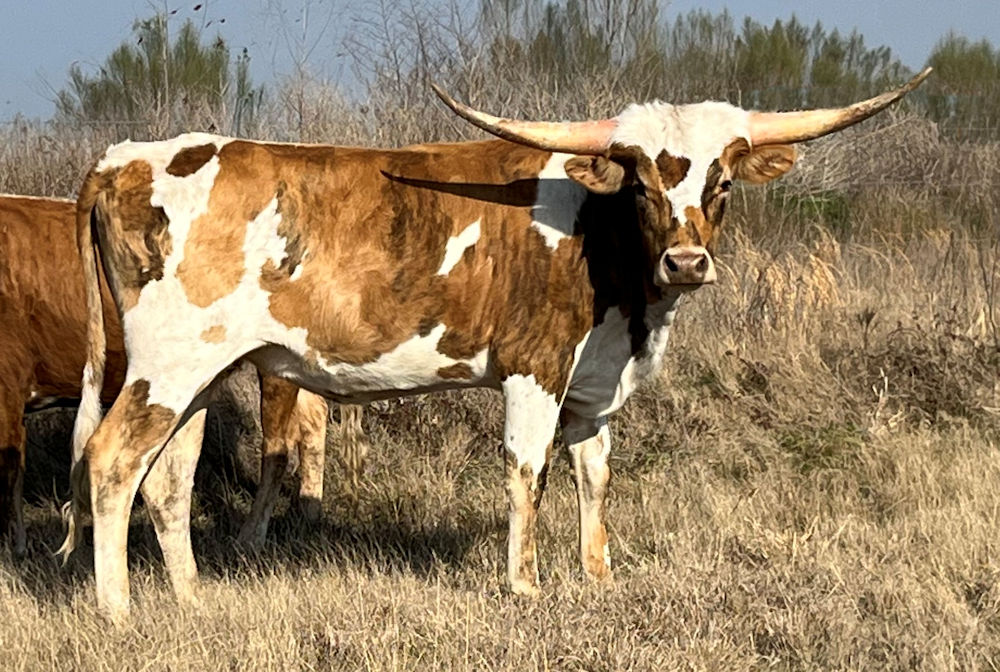 Texas Longhorn heifer - Catchit Blue Star