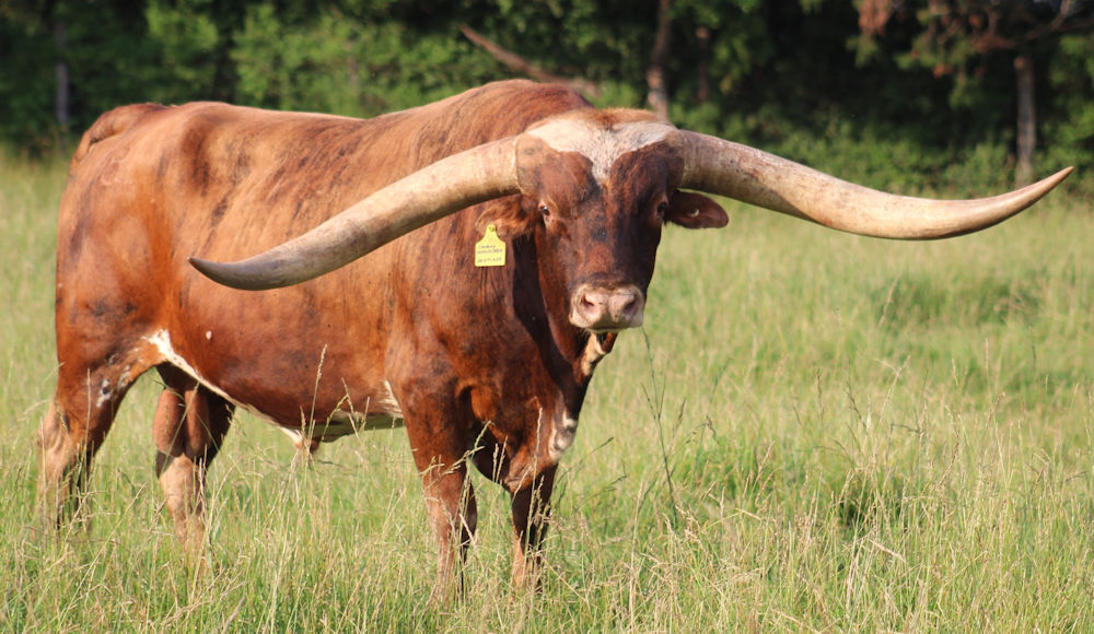 Texas Longhorn herd sire - Cowboy Catchit Chex