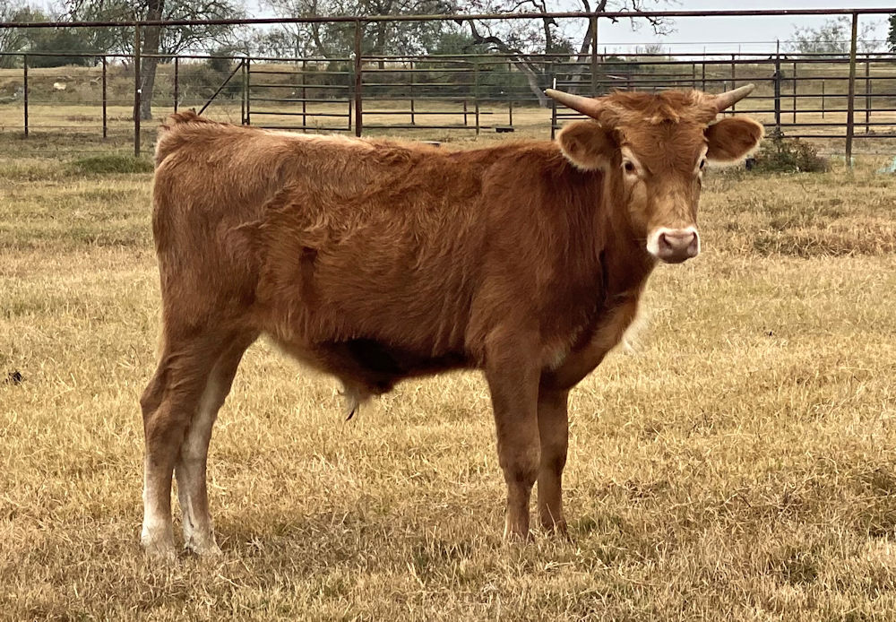 Texas Longhorn steer calf - Gridiron Star