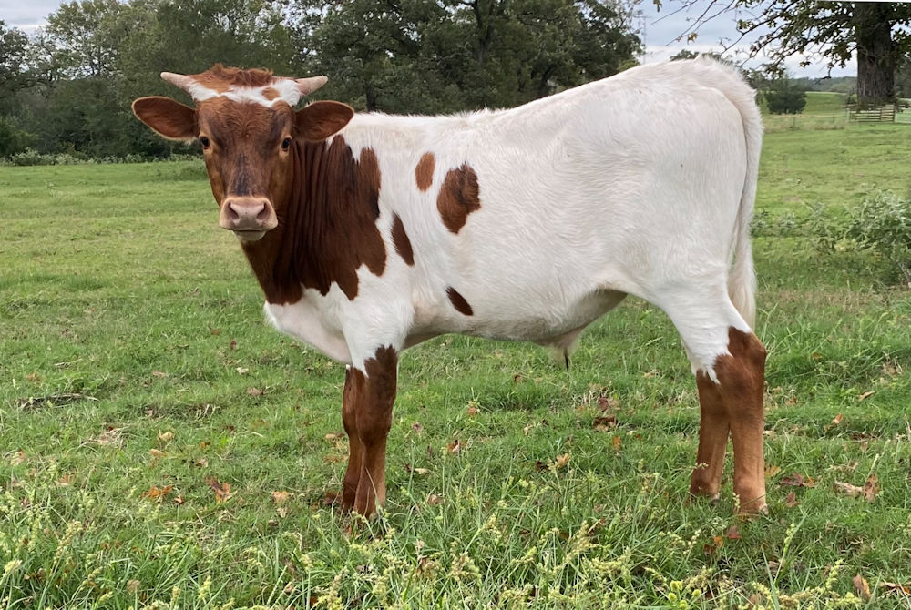 Texas Longhorn bull calf - Ring of Stars