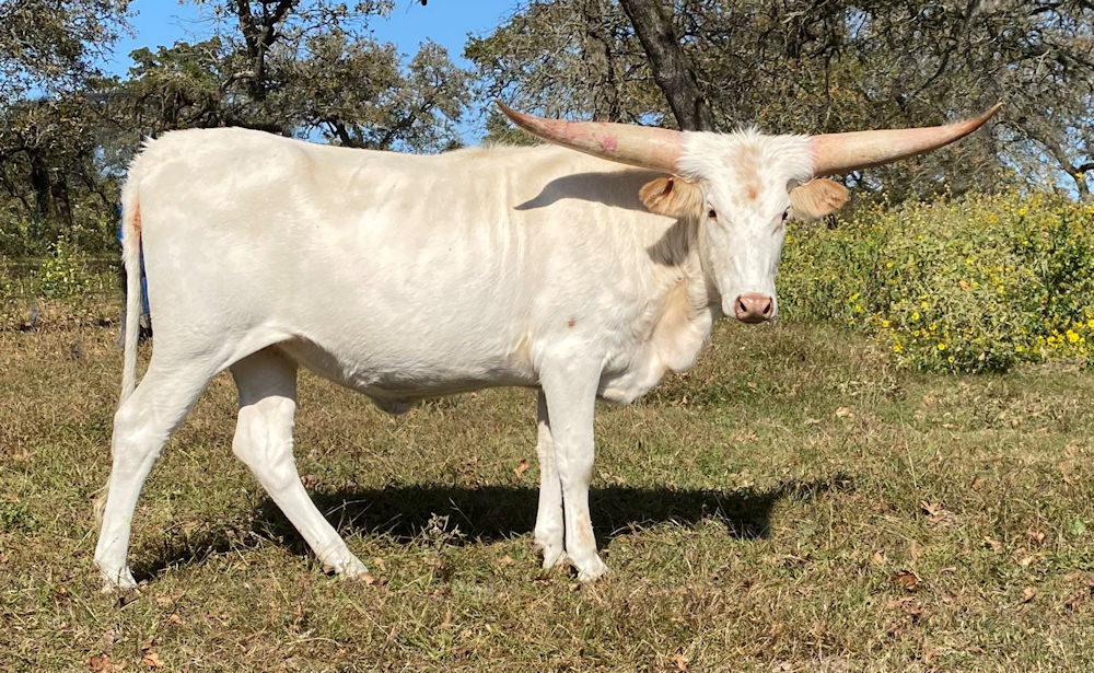 Texas Longhorn heifer - Second Star on the Right