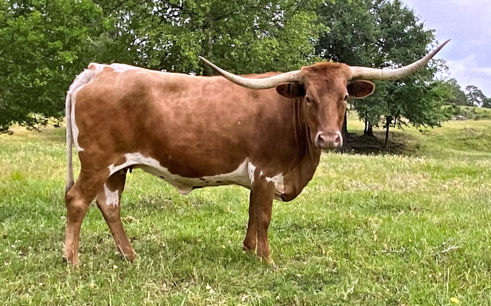 Texas Longhorn brood cow - Starbased Princess