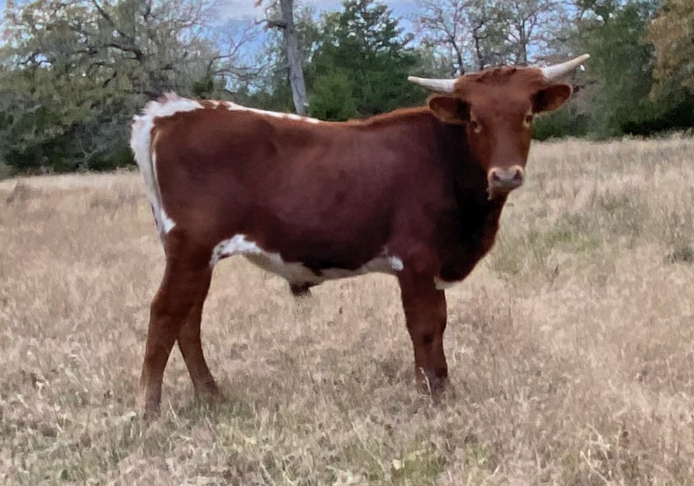 Texas Longhorn steer - Action Star