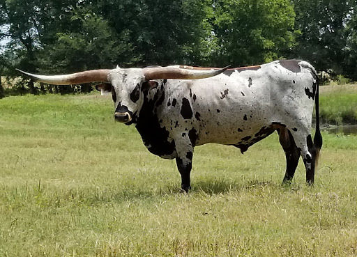 Texas Longhorn bull - Patriot HR