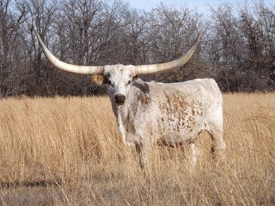 white Texas Longhorn stands in a field of tall, dry grass