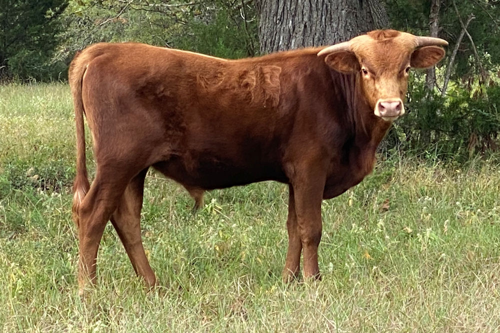 Texas Longhorn herd sire prospect - Star Reality