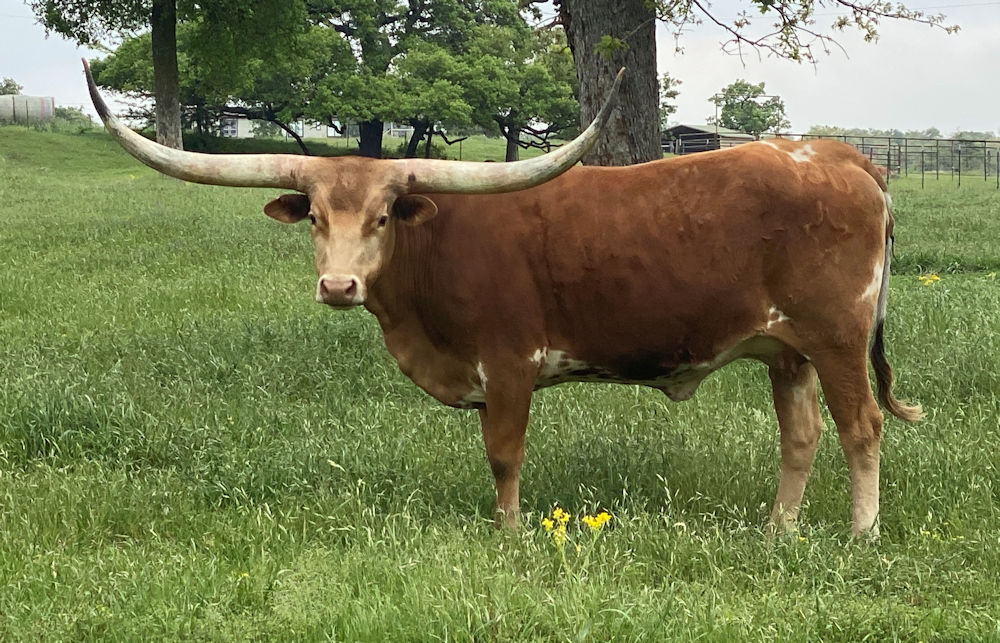 Texas Longhorn brood cow - Symphony of Stars