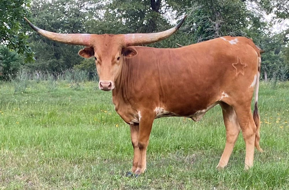 Texas Longhorn heifer - Symphony of Stars