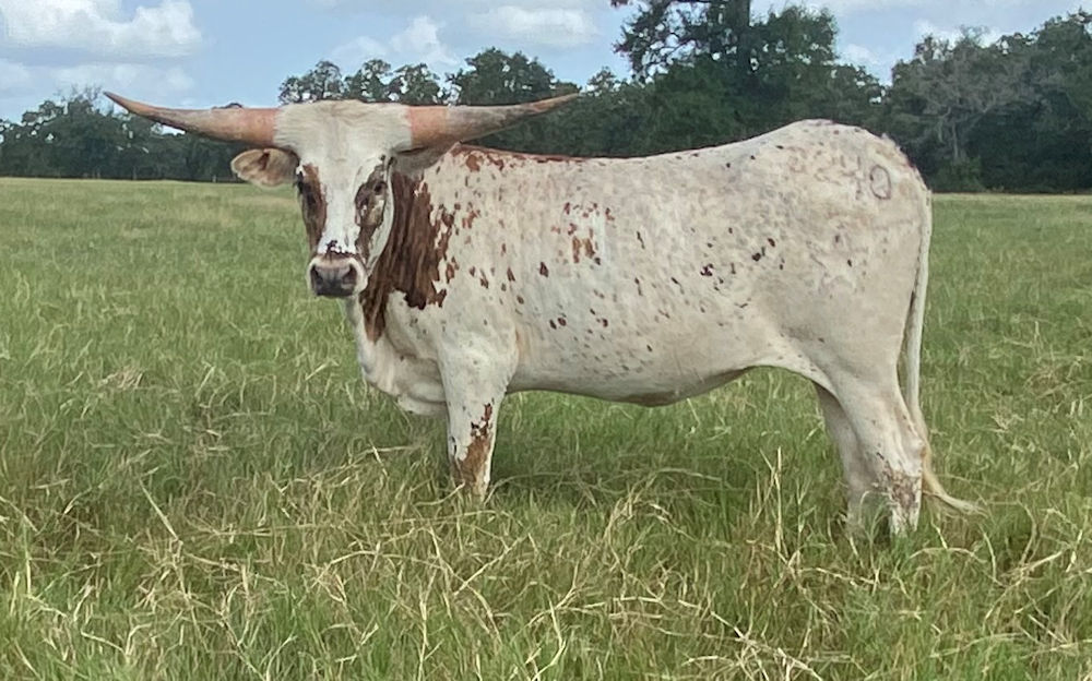 Texas Longhorn heifer - Nike Star Overo