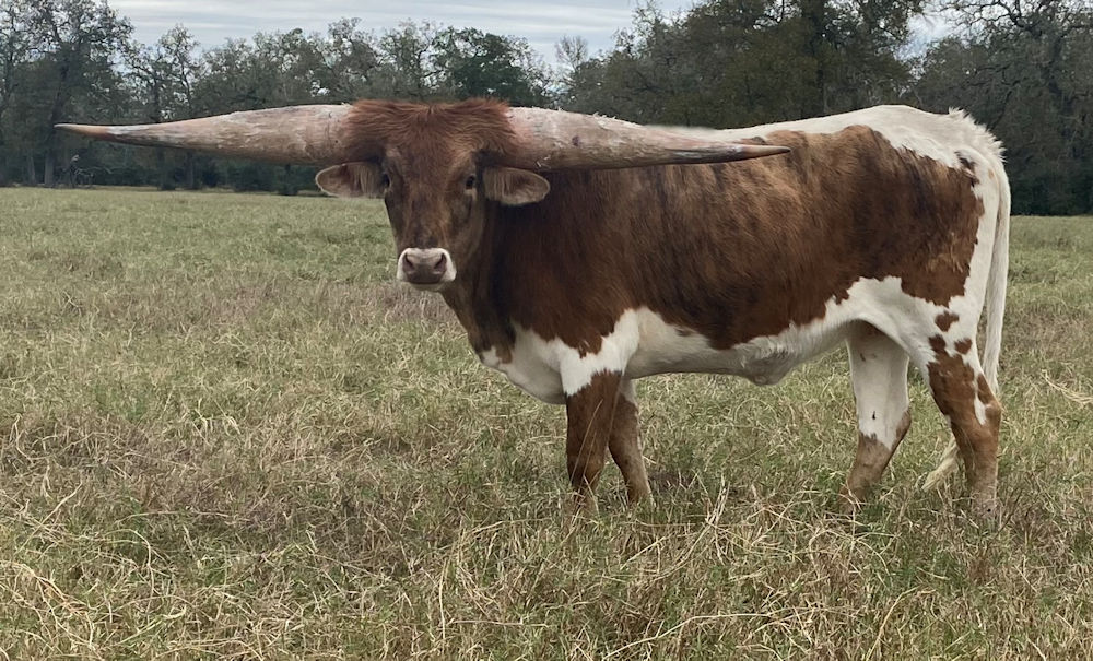 Texas Longhorn heifer - Nike Star Tobiano