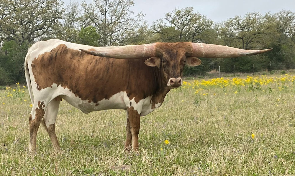 Texas Longhorn heifer - Nike Star Tobiano