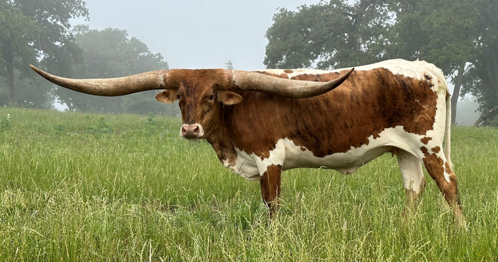 Texas Longhorn brood cow - Nike Star Tobiano