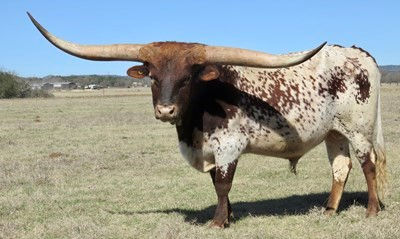 Texas Longhorn Herd Sire