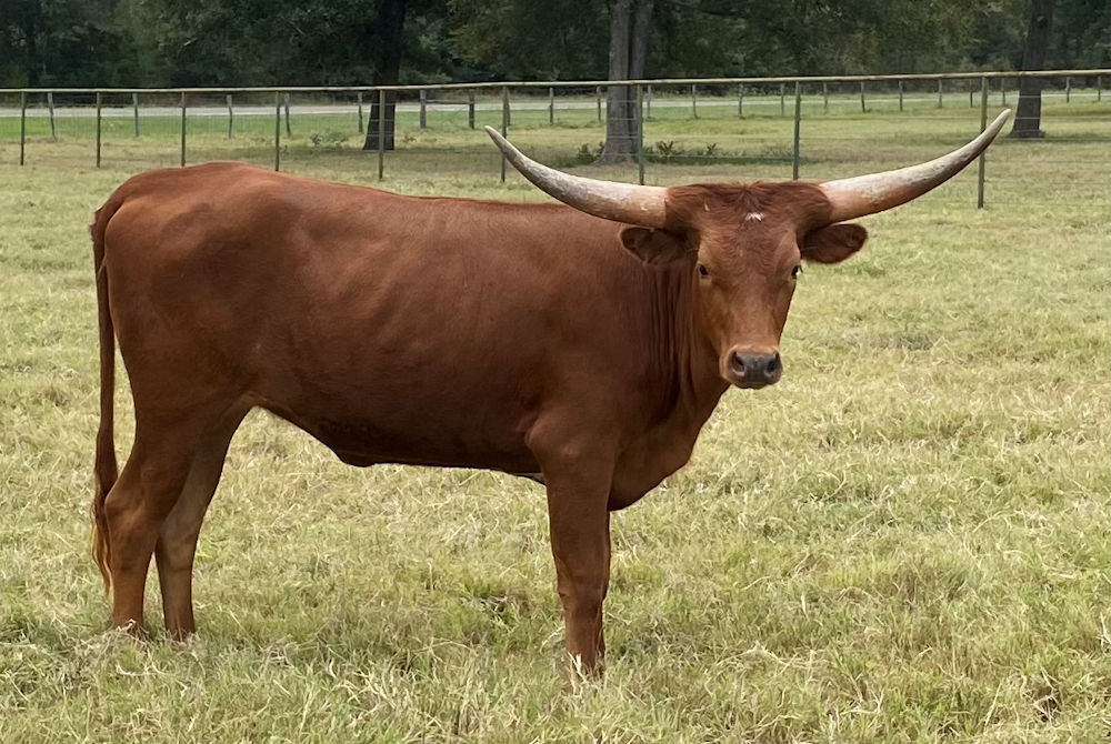 Texas Longhorn heifer - High Jinks