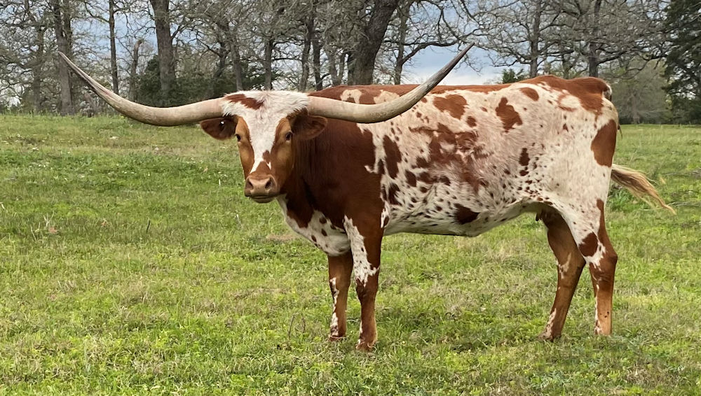 Texas Longhorn cow - MK Miss Moonbeam