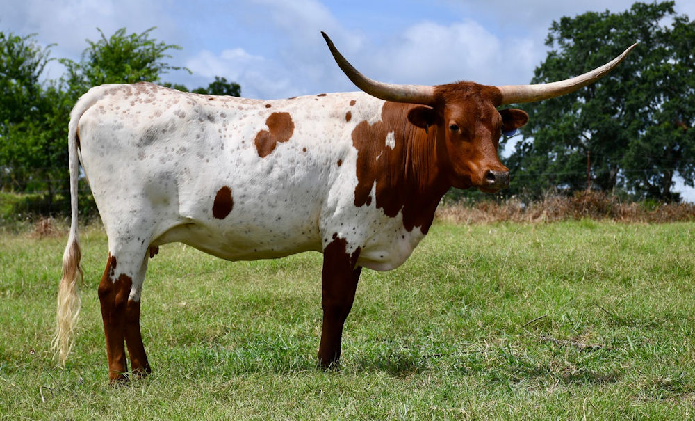 Texas Longhorn brood cow - BCR Christmas Morning