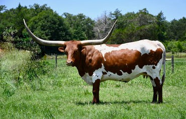 Texas Longhorn Brood Cow - bCR Reigns Supreme