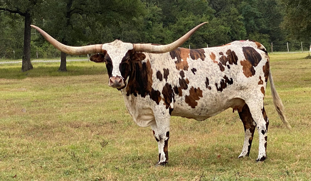 Texas Longhorn Brood Cow - LAR Pretty Woman