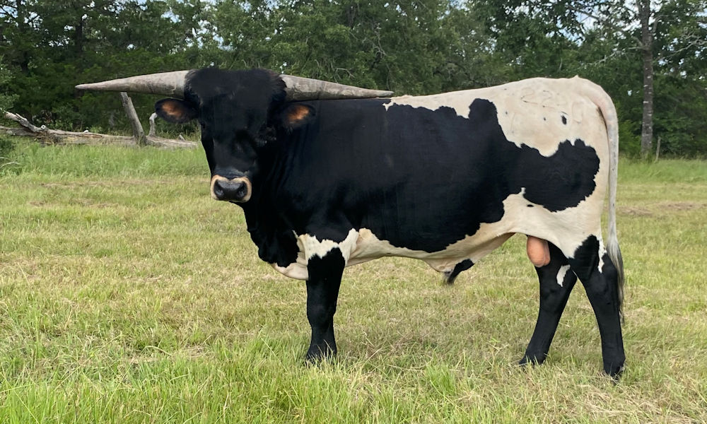 Texas Longhorn Junior Herd Sire Prospect - Starbase Legend