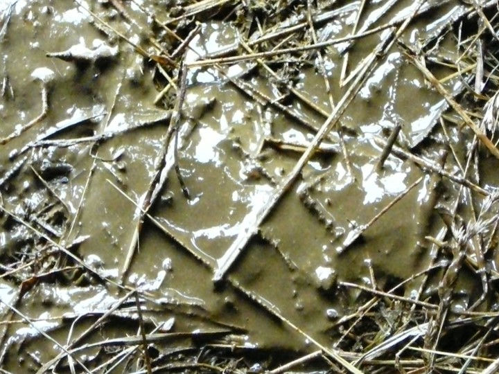 JOHNES DISEASE IN CATTLE Star Creek Ranch