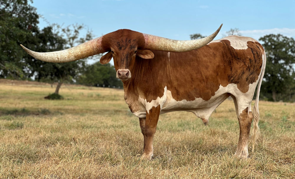 Texas Longhorn trophy steer - North Country Star