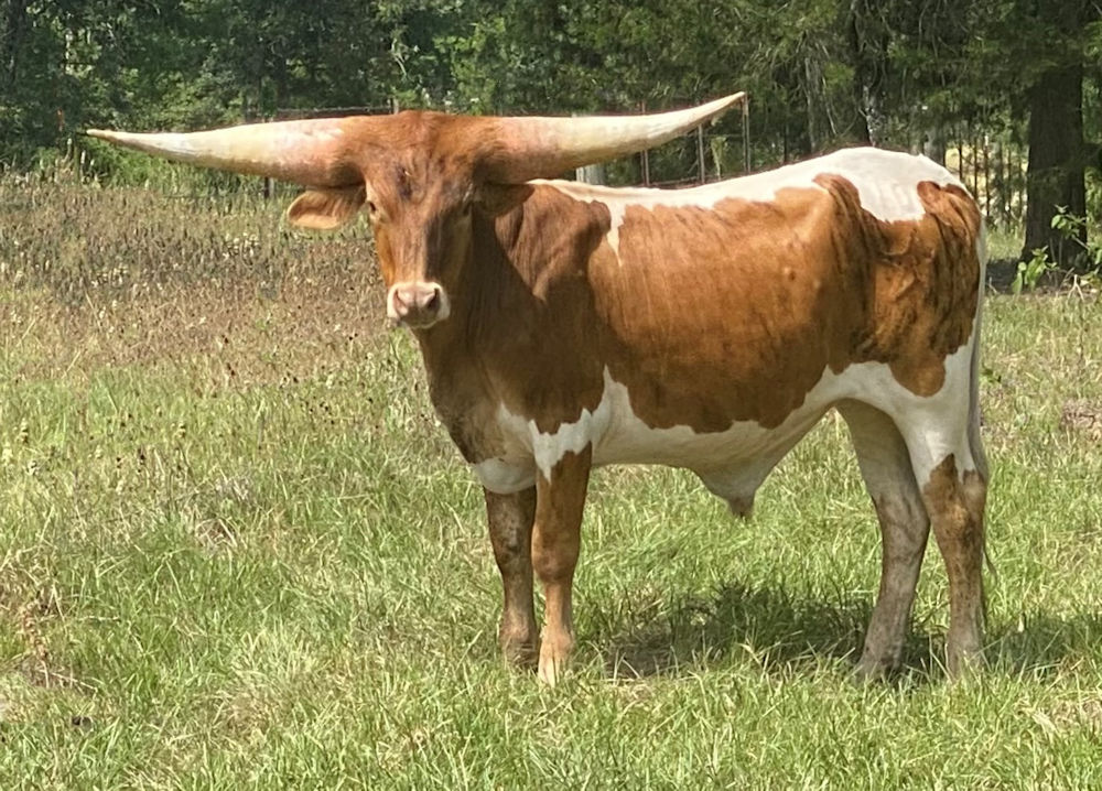 Texas Longhorn trophy steer - North Country Star