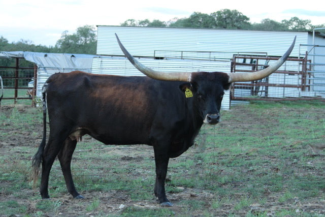 Texas Longhorn Brood Cow - Beme Miss Buzz