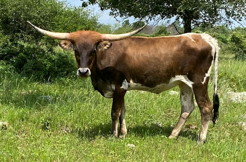 Texas Longhorn heifer - Buzzing Star