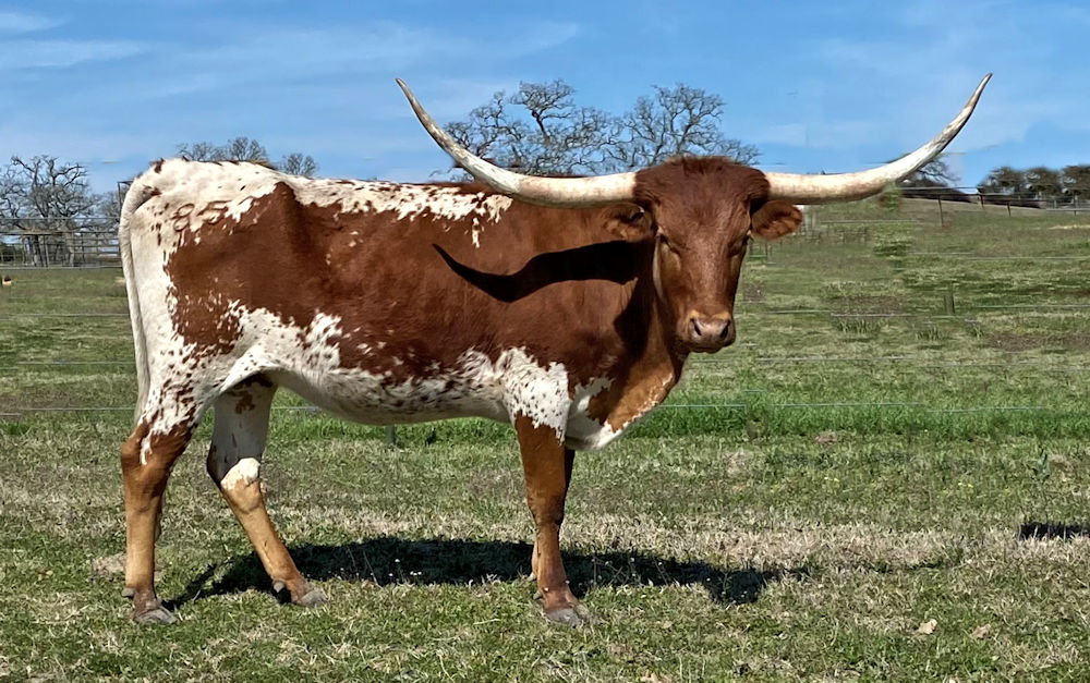 Texas Longhorn Heifer - Caitriona