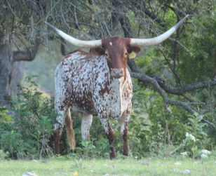 Texas Longhorn Cow - ECR Noble View