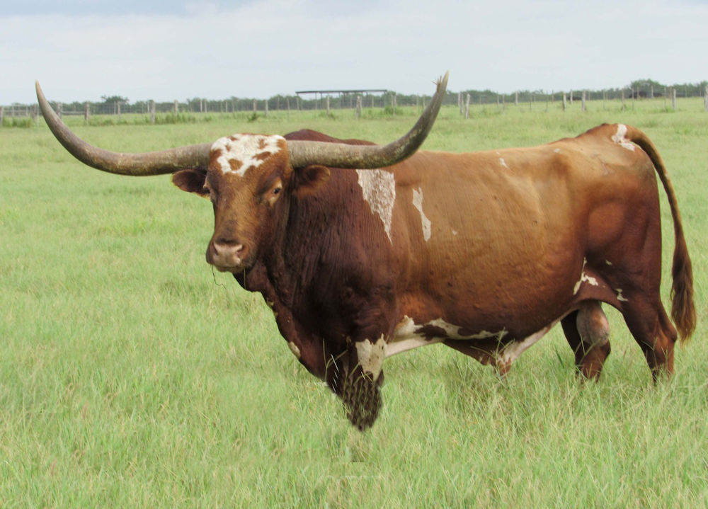 Texas Longhorn Herd Sire - Julio Vixen ECR