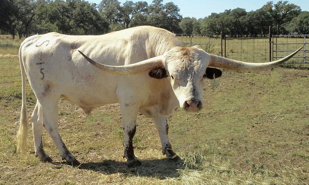 Texas Longhorn Herd Sire - LSCC SAFARI CHEX SUEDE