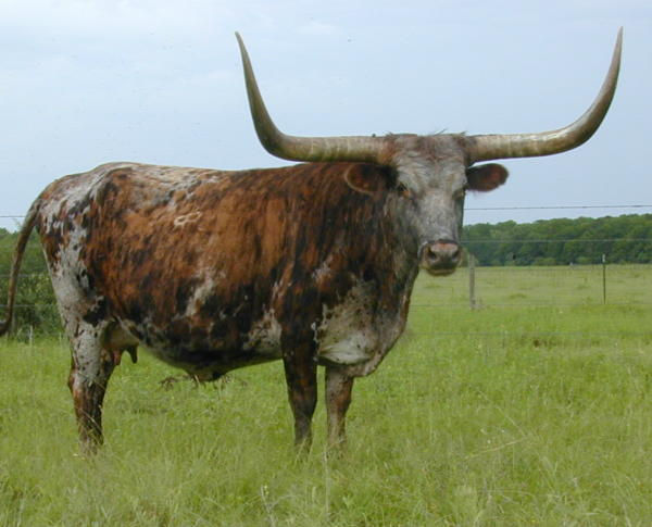 Texas Longhorn brood cow - Lundins Ava