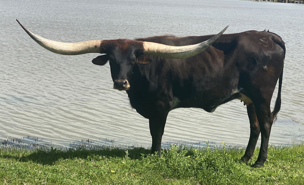Texas Longhorn heifer - Malbec Star
