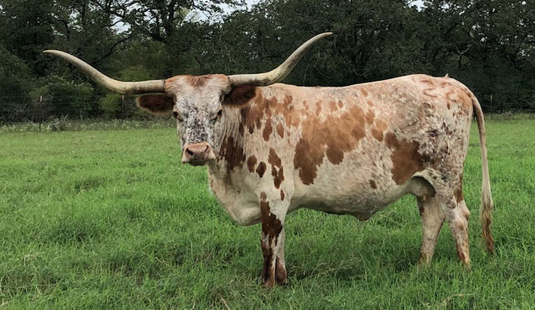 Texas Longhorn Brood Cow - Psychedelic Star