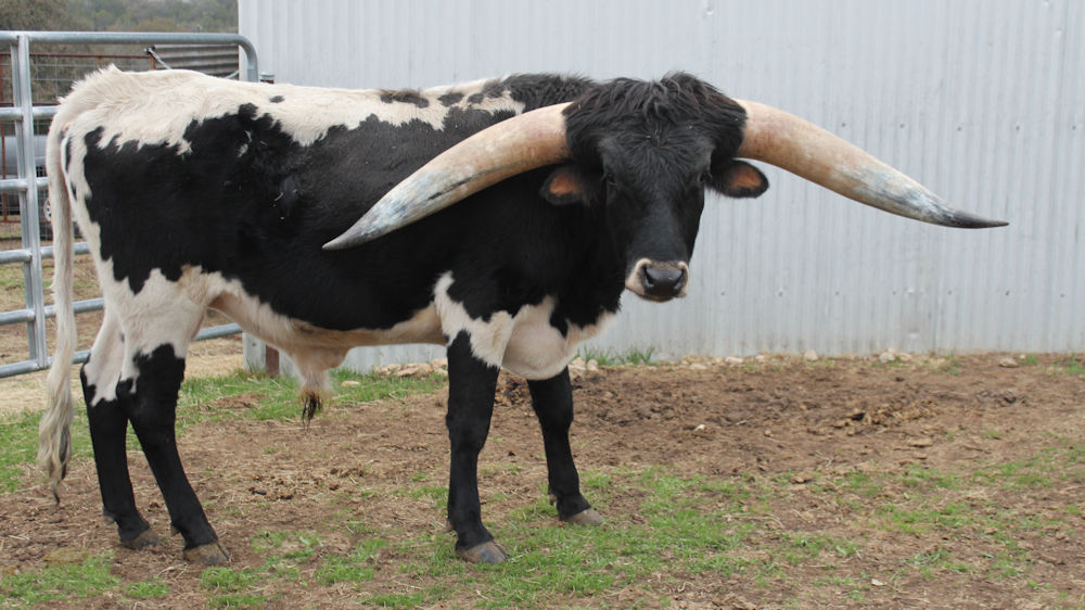 Texas Longhorn Herd Sire - Royal Sheik