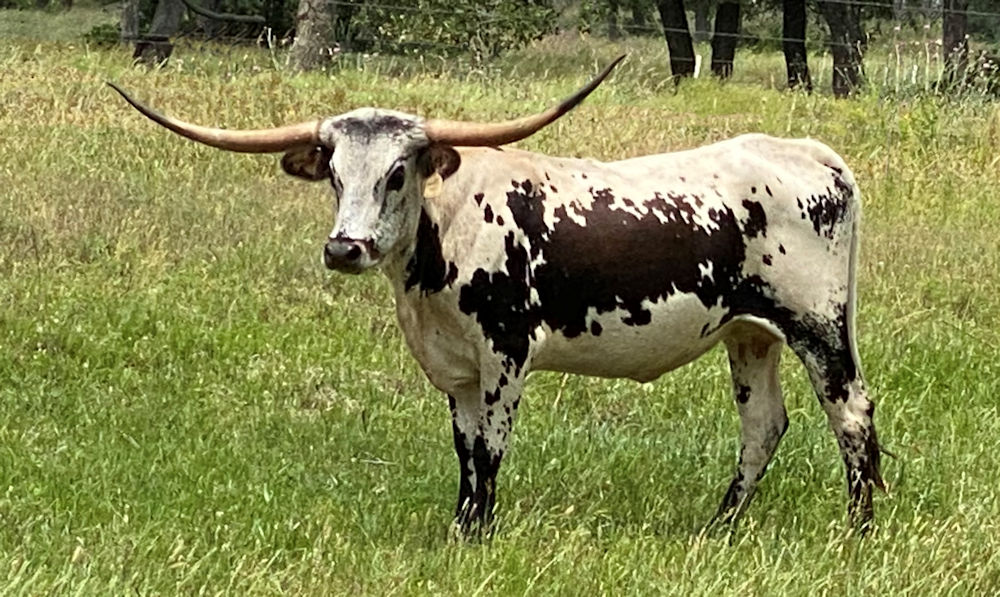 Texas Longhorn Brood Cow - Safari Buzz