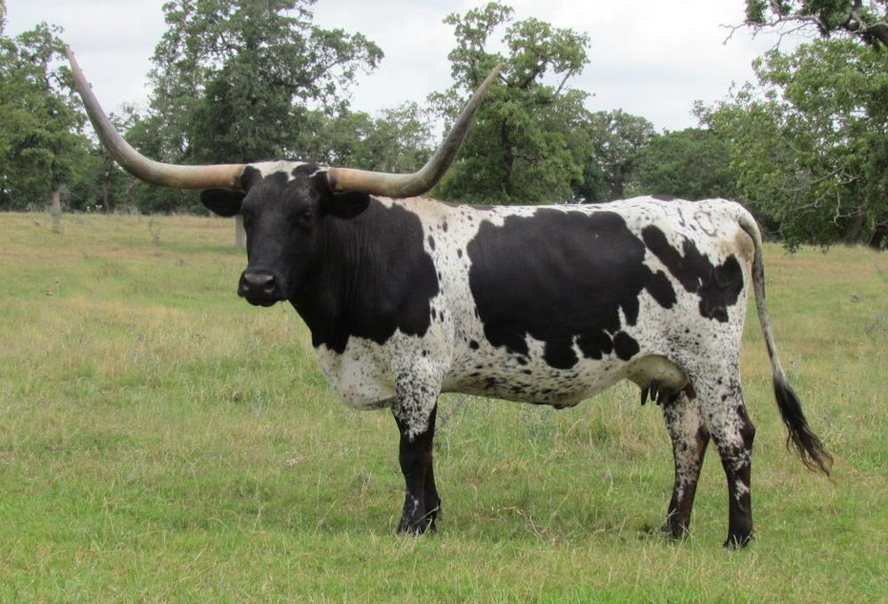 Texas Longhorn Brood Cow - Sarasam's Reflected Star