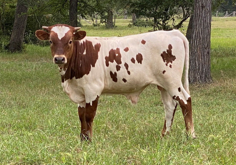 Texas Longhorn bull calf - Star Battalion