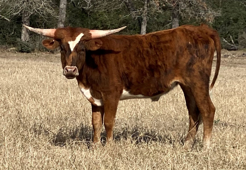 Texas Longhorn heifer - Star Check Enterprise