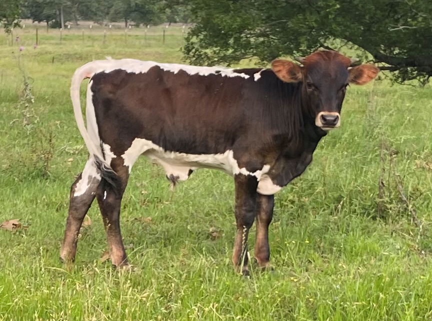 Texas Longhorn bull calf - Royal Star