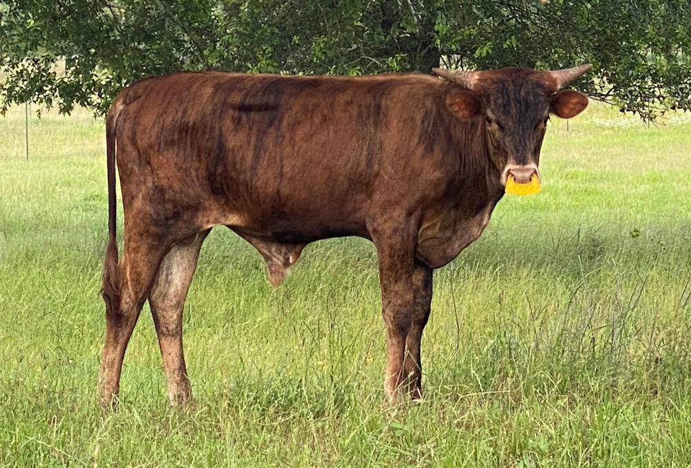 Texas Longhorn steers - Star Ryder
